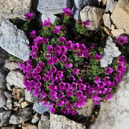 Notburga 그리스 임 젤라인