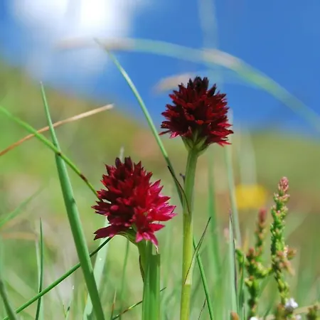 Notburga 그리스 임 젤라인