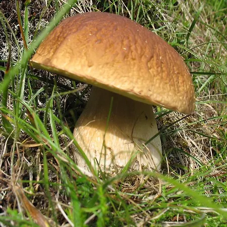 Notburga