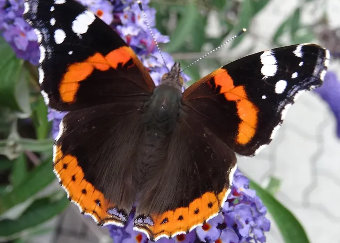 Landhaus Notburga Apartment *