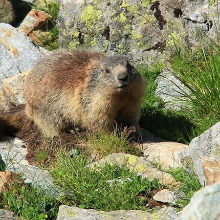 Notburga Апартаменты *