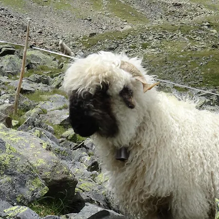 Notburga Грис-им-Зельрайн