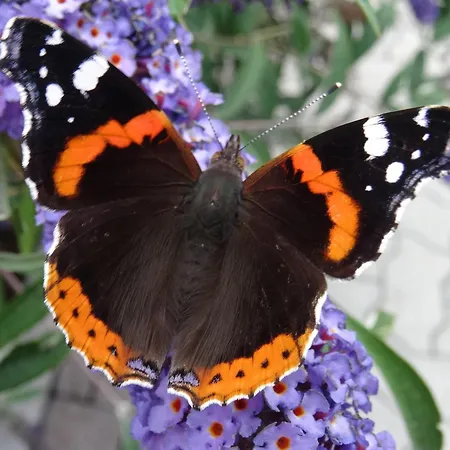 Landhaus Notburga Apartment *